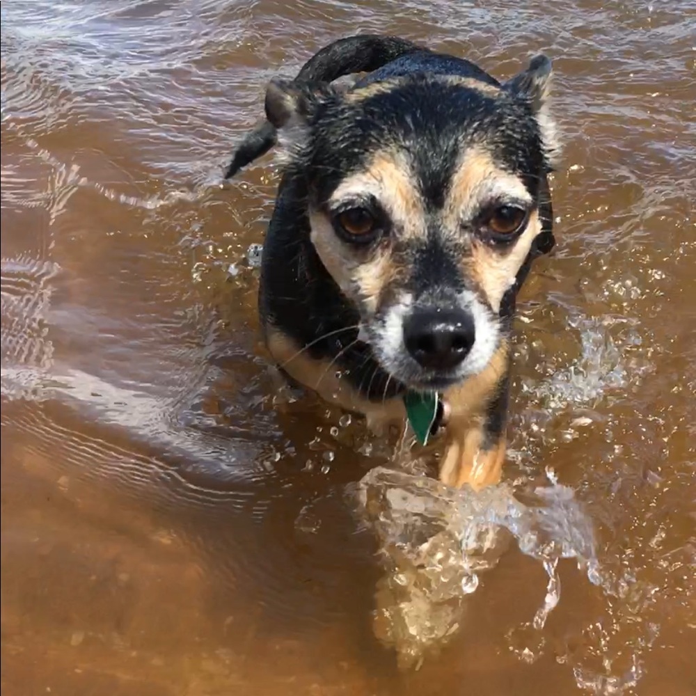 Meet your Posher, Amber